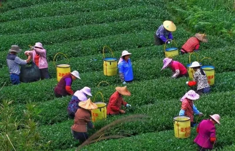 △軍營村茶農(nóng)在茶園采茶。