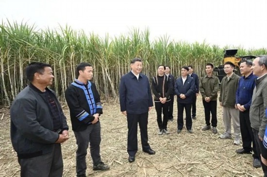 2023年12月14日，習(xí)近平總書記在廣西來賓市國家現(xiàn)代農(nóng)業(yè)產(chǎn)業(yè)園黃安優(yōu)質(zhì)“雙高”糖料蔗基地考察。