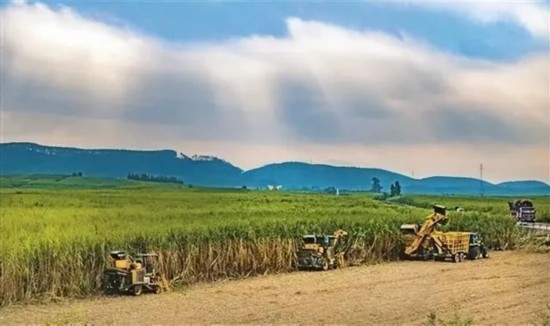 廣西來賓市興賓區(qū)鳳凰鎮(zhèn)黃安村“雙高”糖料蔗基地里，收割機(jī)手正在機(jī)械化砍收糖蔗。