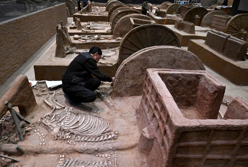 工作人員在殷墟博物館新館的展廳內修復車馬遺跡（2月23日攝）。