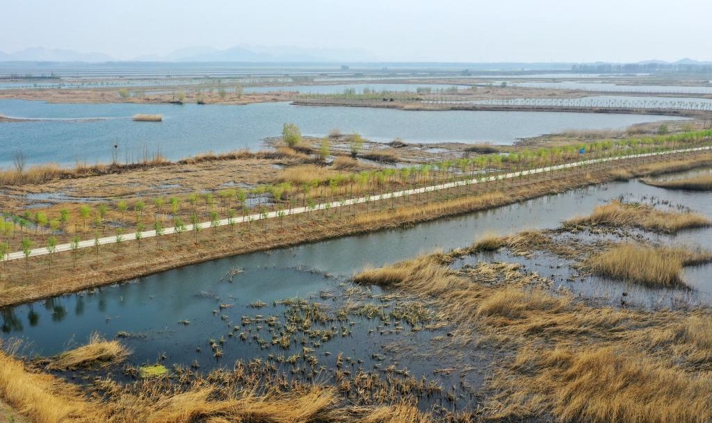 位于天津市薊州區(qū)的于橋水庫(kù)入庫(kù)河口濕地一景（資料照片）。新華社記者李然 攝