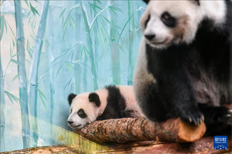 這是3月8日在俄羅斯莫斯科動物園拍攝的大熊貓“喀秋莎”（左）和媽媽“丁丁”。新華社記者 曹陽 攝