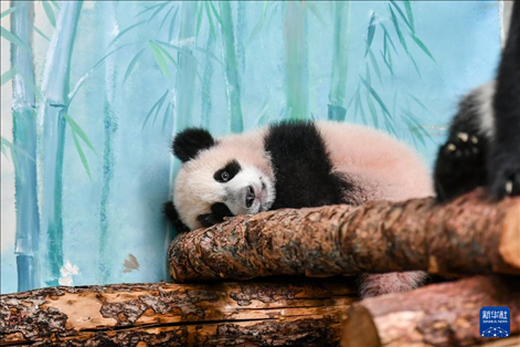 這是3月8日在俄羅斯莫斯科動物園拍攝的大熊貓“喀秋莎”。新華社記者 曹陽 攝