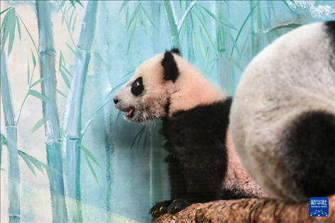 這是3月8日在俄羅斯莫斯科動物園拍攝的大熊貓“喀秋莎”。新華社記者 曹陽 攝