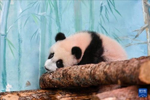 這是3月8日在俄羅斯莫斯科動物園拍攝的大熊貓“喀秋莎”。新華社記者 曹陽 攝