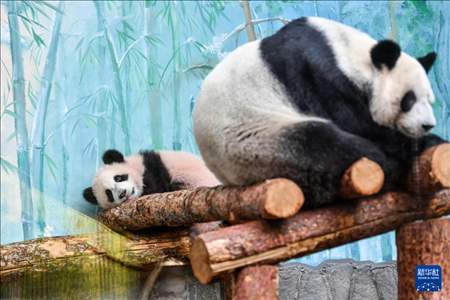 這是3月8日在俄羅斯莫斯科動物園拍攝的大熊貓“喀秋莎”（左）和媽媽“丁丁”。新華社記者 曹陽 攝