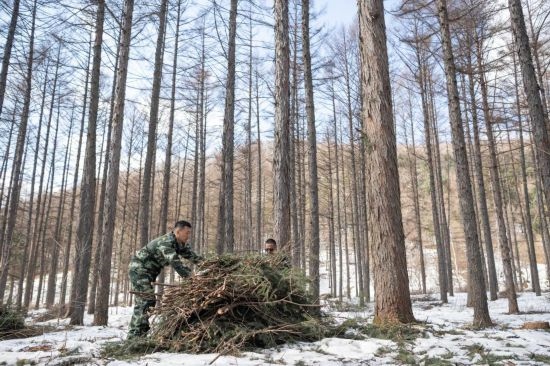 3月14日，在伊春森工集團(tuán)美溪林業(yè)局公司一處森林可持續(xù)經(jīng)營試點樣地，工作人員在整理林下剩余物。新華社記者 謝劍飛 攝
