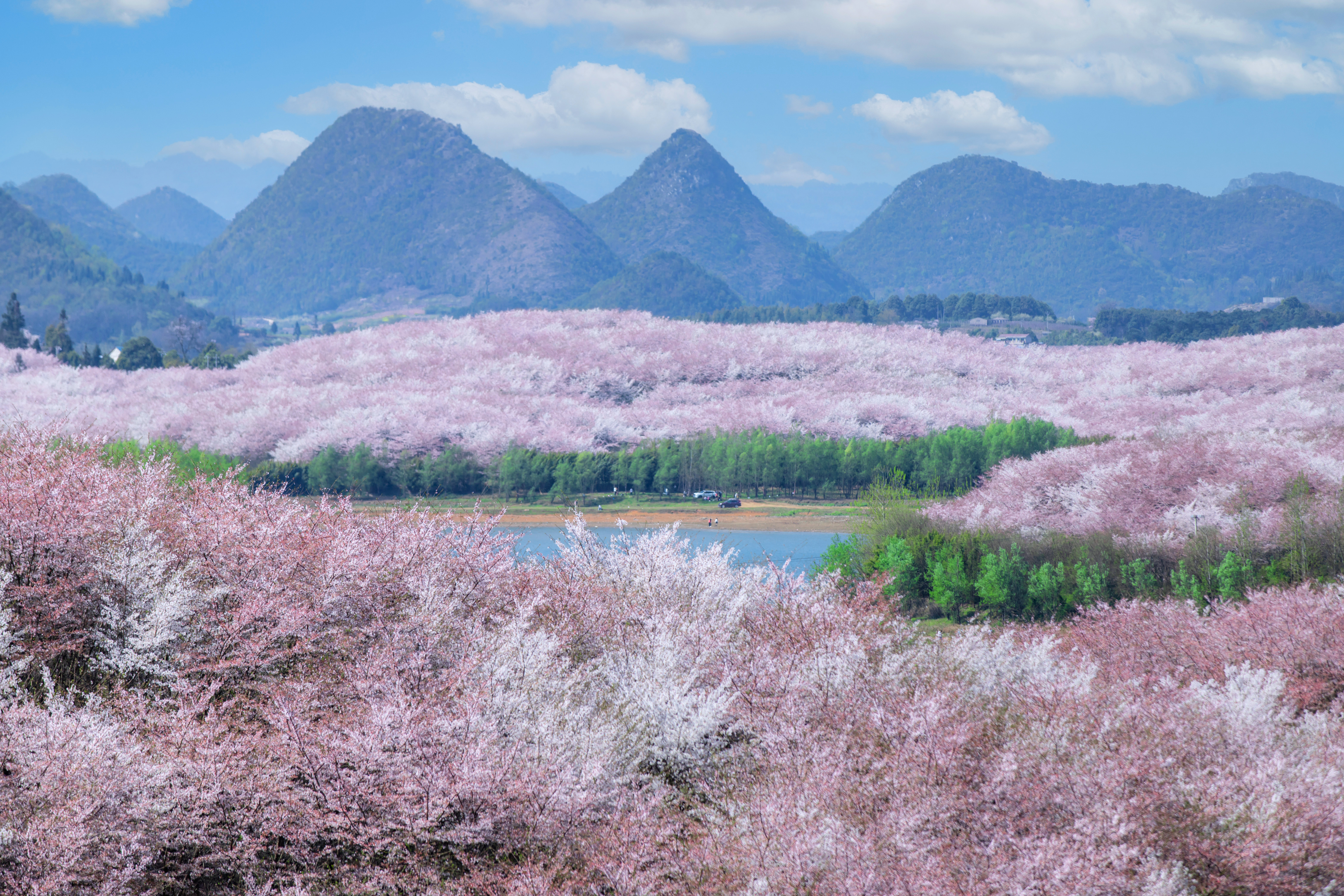 貴安櫻花園內(nèi)萬畝櫻花盛放。楊明亮 攝