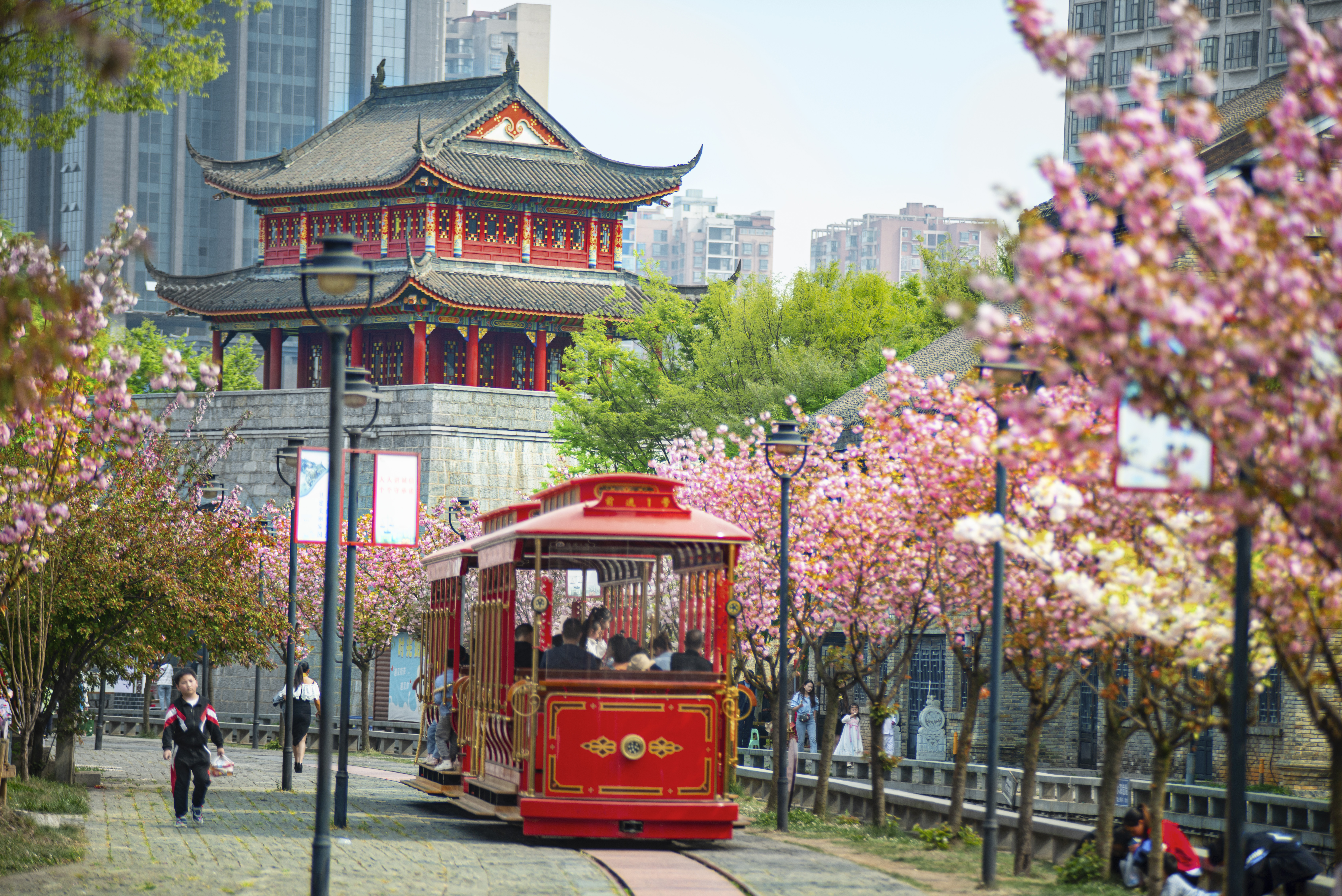 水城古鎮(zhèn)櫻花綻放，游客乘坐觀光小火車游覽美景。何育勇 攝