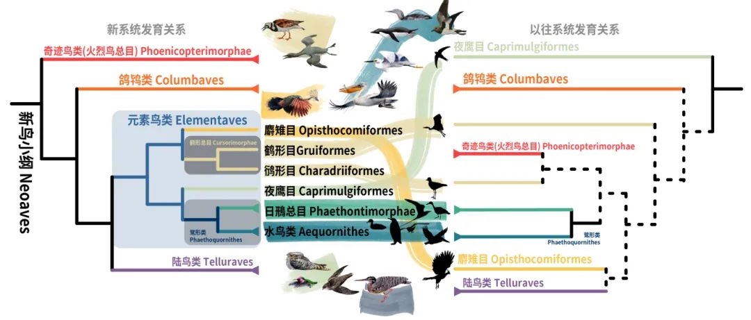 新鳥小綱主要類群的分類變動(dòng)。浙江大學(xué)供圖