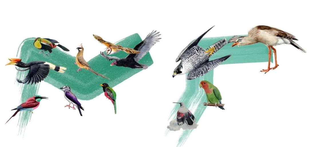 陸鳥類。浙江大學(xué)供圖
