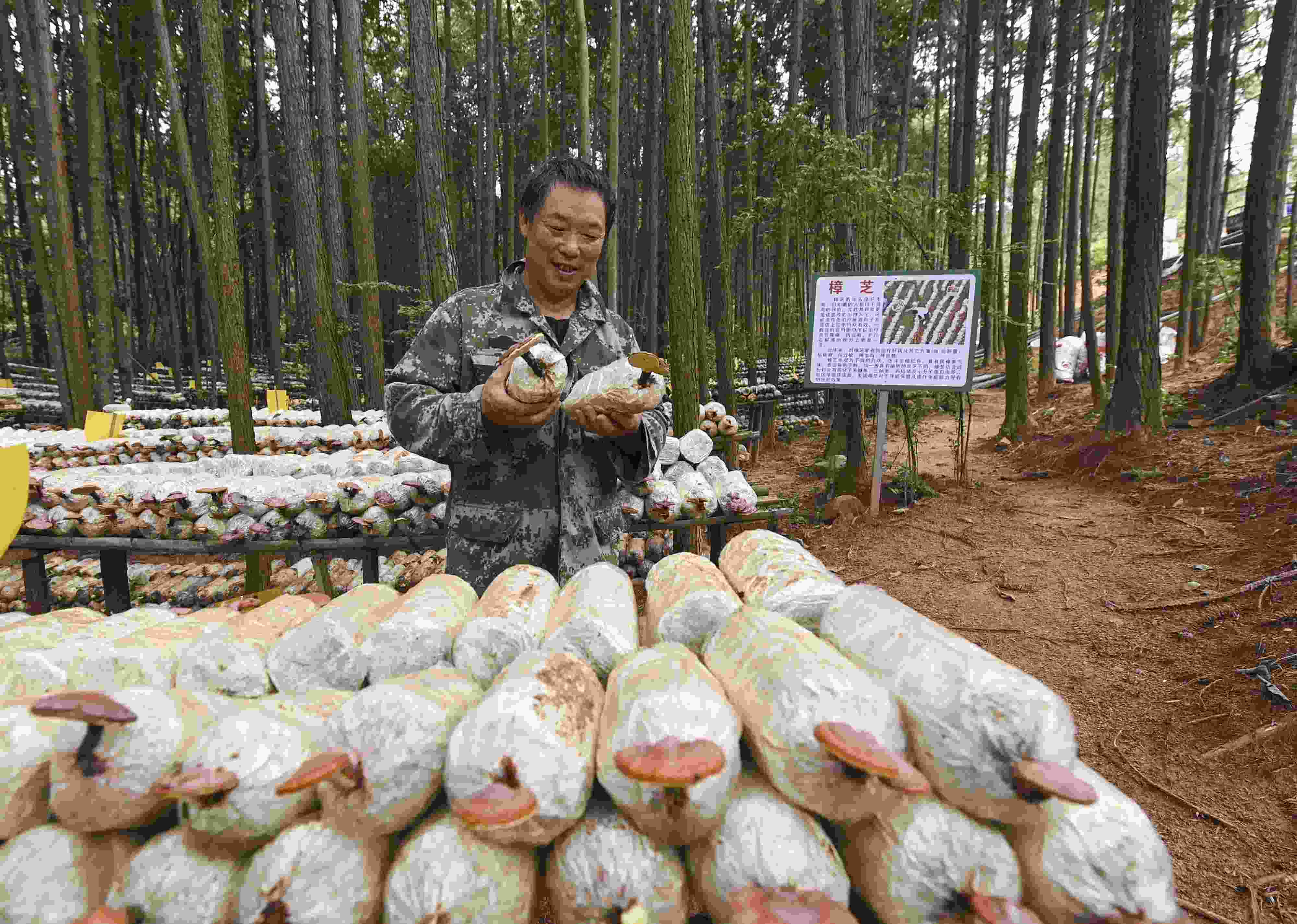 2023年9月21日，江西省撫州市，廣昌縣旴江生態(tài)公益林場(chǎng)，種植戶正在查看樟芝等食用菌的生長(zhǎng)情況。