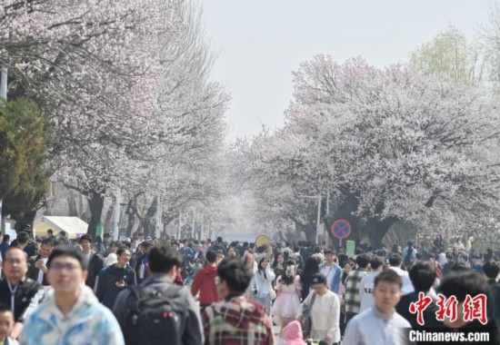 4月21日，大量游客來到吉林大學(xué)南嶺校區(qū)賞花。張瑤 攝