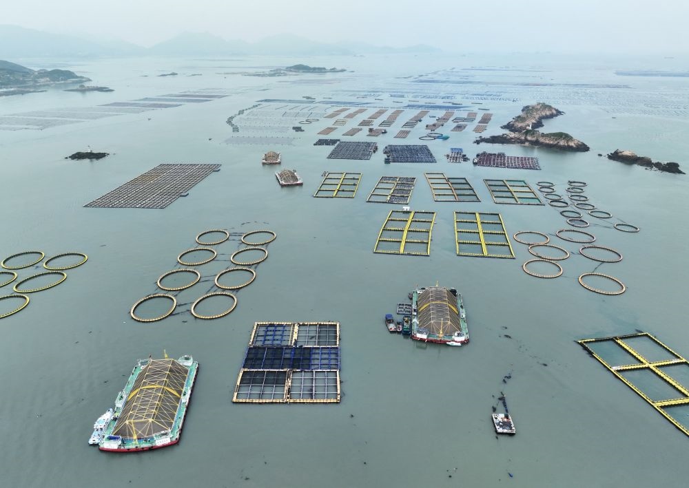 在福建連江定海灣海域，坐落著“定海灣1號”“定海灣2號”等深遠(yuǎn)海養(yǎng)殖平臺（2024年5月7日攝，無人機(jī)照片）。新華社記者 林善傳 攝