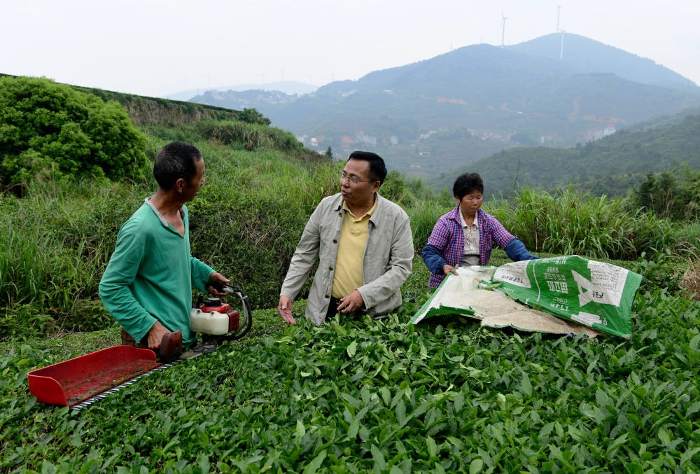 2024年5月9日，在福建省安溪縣西坪鎮(zhèn)珠洋村，科技特派員（中）在指導(dǎo)茶農(nóng)使用機(jī)器科學(xué)化采收茶葉。新華社記者 魏培全 攝