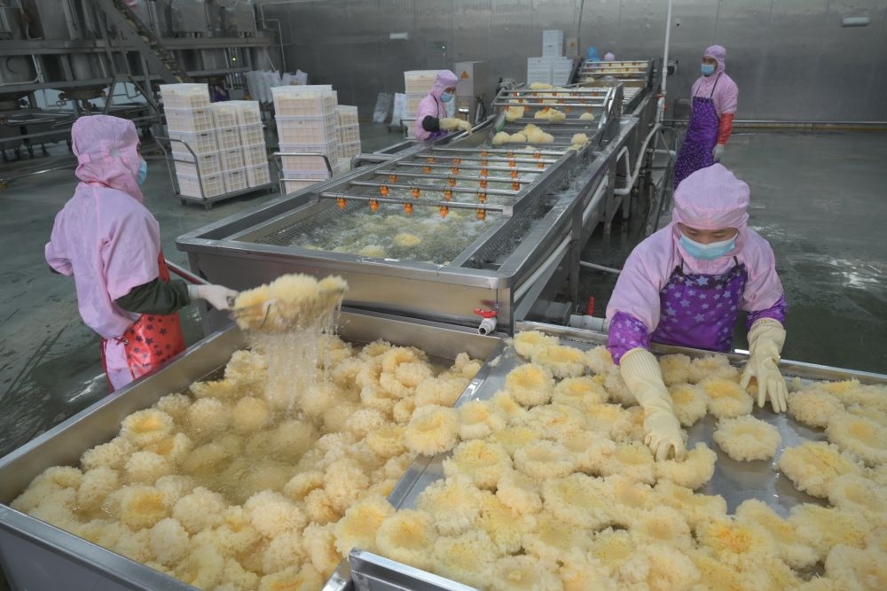 2024年5月10日，在福建省寧德市古田縣，一家食品公司的工作人員在挑選清洗銀耳。新華社記者 林善傳 攝