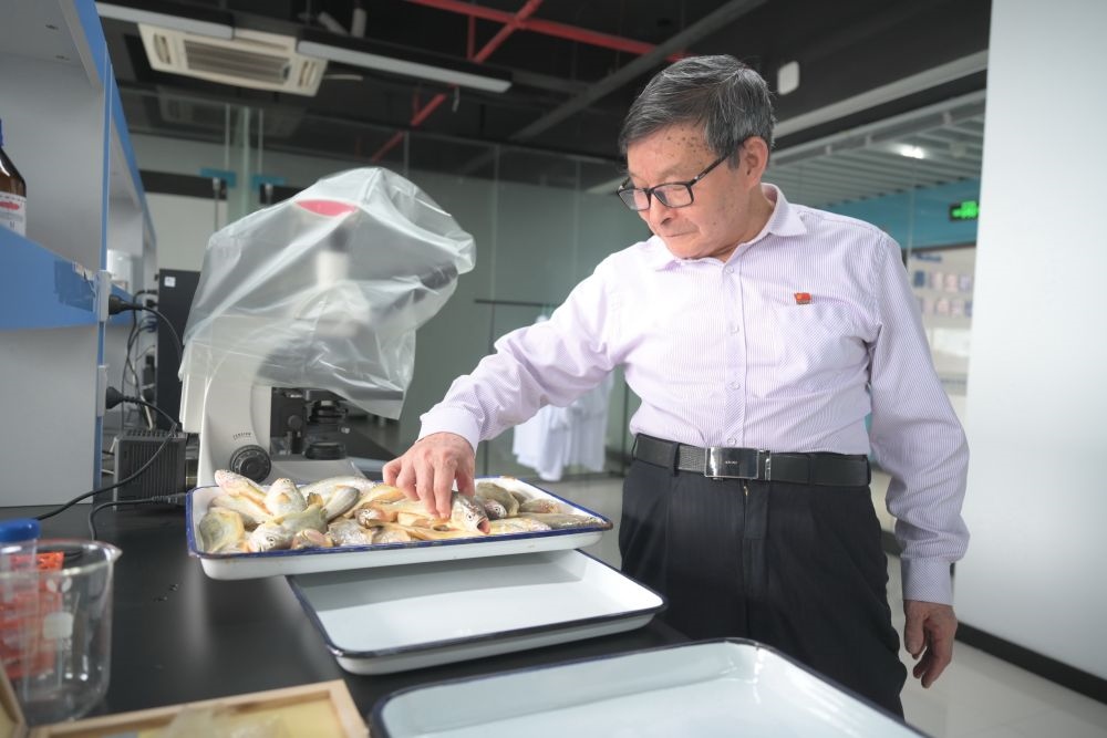 2024年5月8日，劉家富在位于福建省寧德市科技服務(wù)中心大樓的海水養(yǎng)殖生物育種全國重點(diǎn)實驗室了解大黃魚的培育情況。新華社記者 林善傳 攝