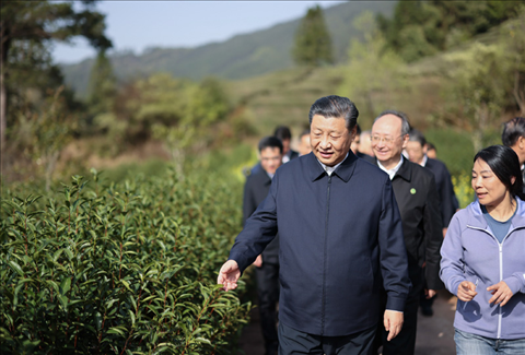 2021年3月22日下午，習(xí)近平在福建省南平市武夷山市星村鎮(zhèn)燕子窠生態(tài)茶園，察看春茶長(zhǎng)勢(shì)，了解當(dāng)?shù)夭璁a(chǎn)業(yè)發(fā)展情況。