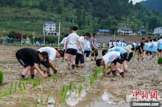 圖為5月21日，綏陽縣旺草中學(xué)學(xué)生在旺草萬畝大壩體驗(yàn)插秧。唐哲 攝