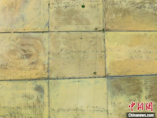 圖為5月21日，航拍綏陽縣旺草中學(xué)學(xué)生在旺草萬畝大壩體驗(yàn)插秧。唐哲 攝