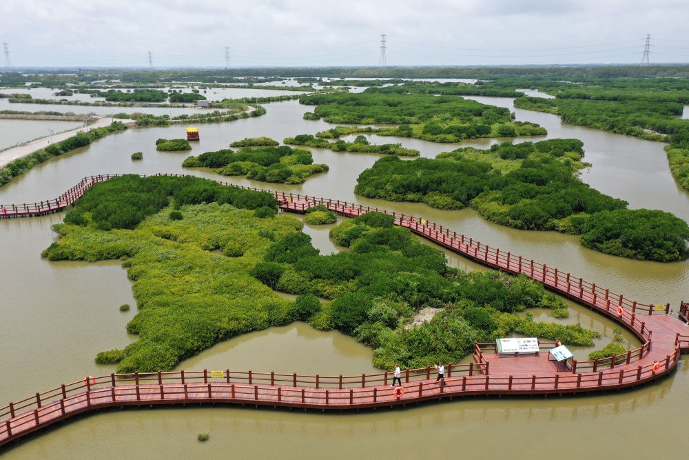 在廣東省湛江市金牛島拍攝的紅樹林（2023年5月25日攝，無人機(jī)照片）。