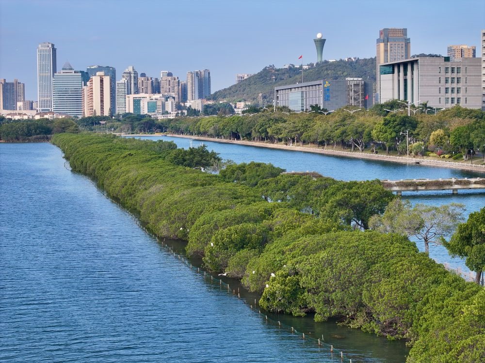福建廈門筼筜湖紅樹林種植帶（2024年1月24日攝，無人機(jī)照片）。