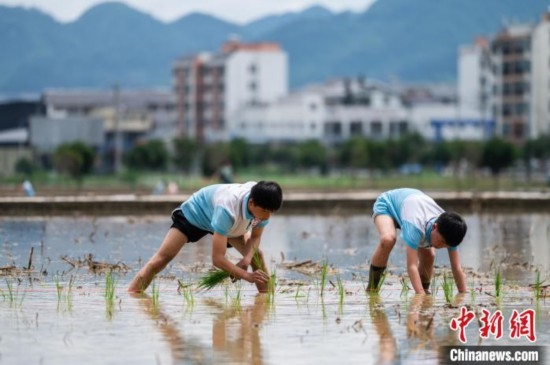 圖為5月21日，兩名學(xué)生在綏陽縣旺草萬畝大壩體驗(yàn)插秧。唐哲 攝