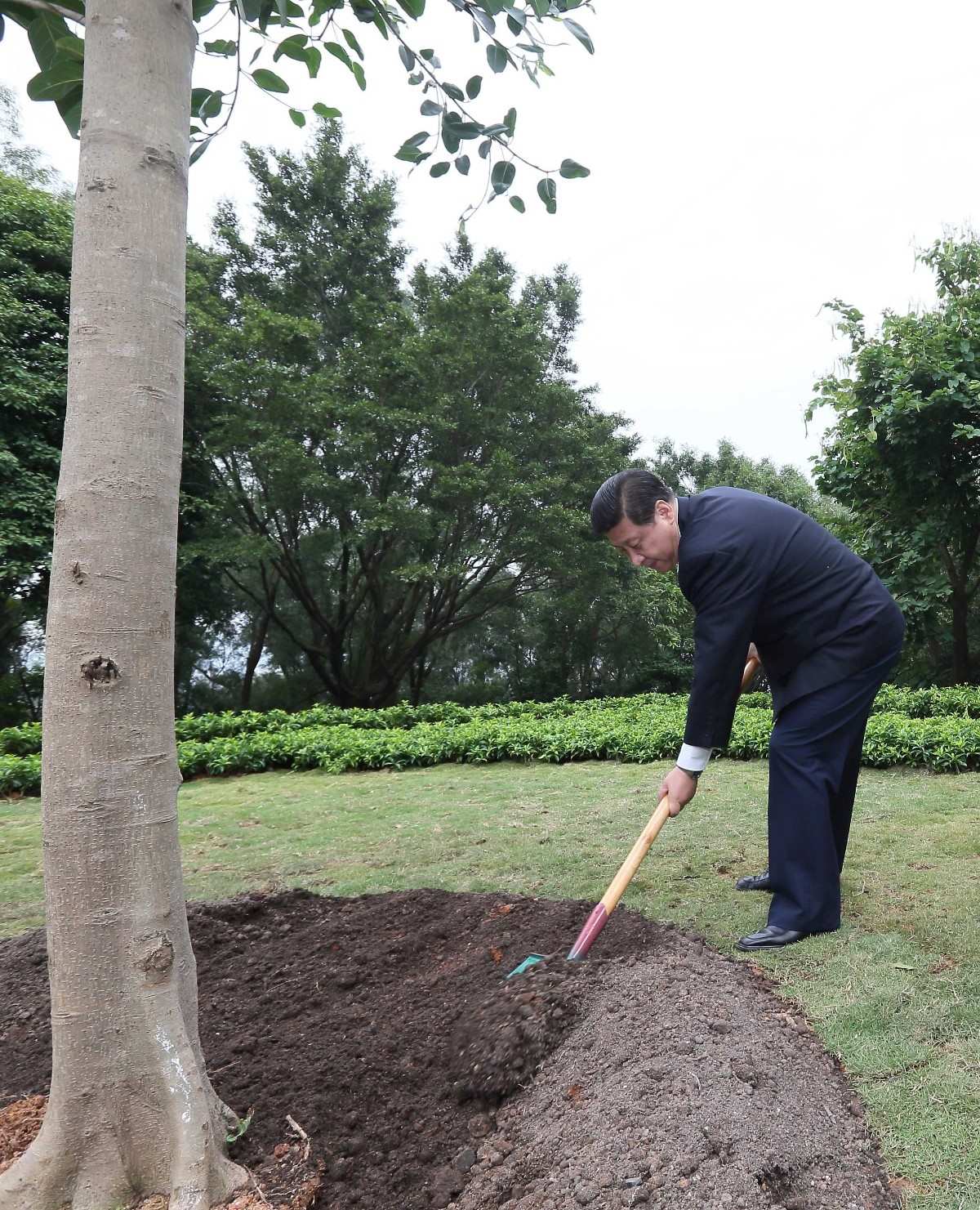 2012年12月8日，習(xí)近平在深圳蓮花山公園種下一棵高山榕樹。