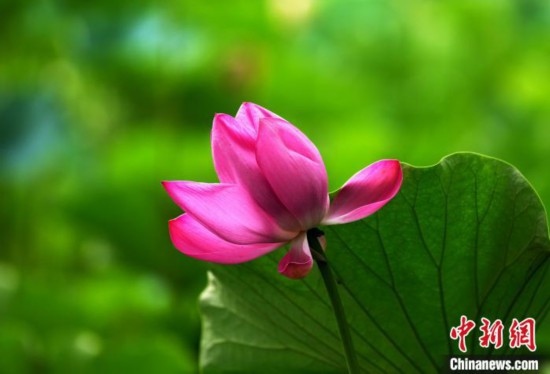 6月19日，時值一年畢業(yè)季，四川大學望江校區(qū)荷花池里的荷花盛開，成為了畢業(yè)生們的打卡圣地，吸引了眾多畢業(yè)生拍照留念。圖為盛開的荷花。中新社記者 安源 攝