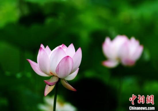 6月19日，時值一年畢業(yè)季，四川大學望江校區(qū)荷花池里的荷花盛開，成為了畢業(yè)生們的打卡圣地，吸引了眾多畢業(yè)生拍照留念。圖為盛開的荷花。中新社記者 安源 攝