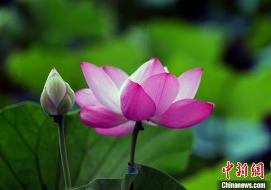 6月19日，時值一年畢業(yè)季，四川大學望江校區(qū)荷花池里的荷花盛開，成為了畢業(yè)生們的打卡圣地，吸引了眾多畢業(yè)生拍照留念。圖為盛開的荷花。中新社記者 安源 攝
