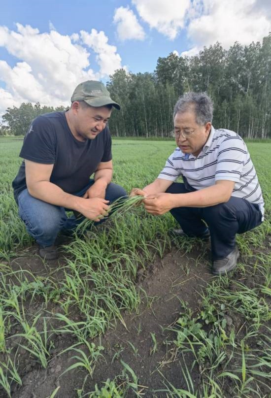 6月21日，西北農(nóng)林科技大學(xué)張正茂教授（右）在哈薩克斯坦北哈州農(nóng)業(yè)科技示范園與當(dāng)?shù)貙＜艺{(diào)查小麥苗情。新華社發(fā)（受訪者供圖）