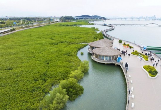 2024年1月23日拍攝的廈門市翔安區(qū)下潭尾紅樹林公園（無人機照片）。新華社記者 林善傳 攝