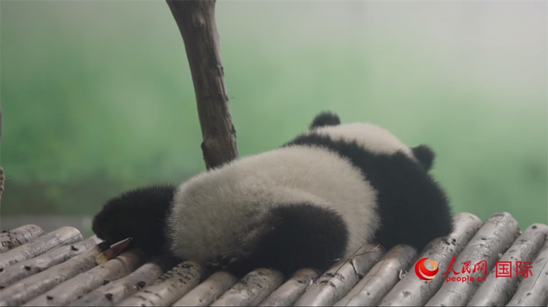 成都大熊貓繁育研究基地的熊貓。人民網(wǎng)記者 張榮攝