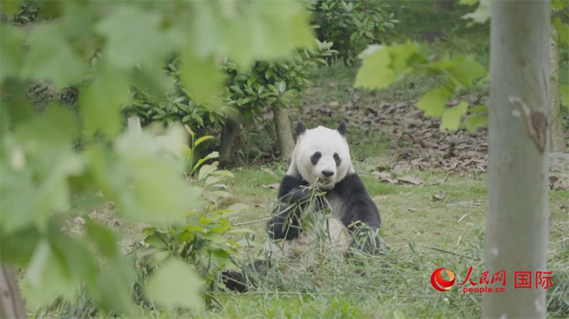 成都大熊貓繁育研究基地的熊貓。人民網(wǎng)記者 張榮攝
