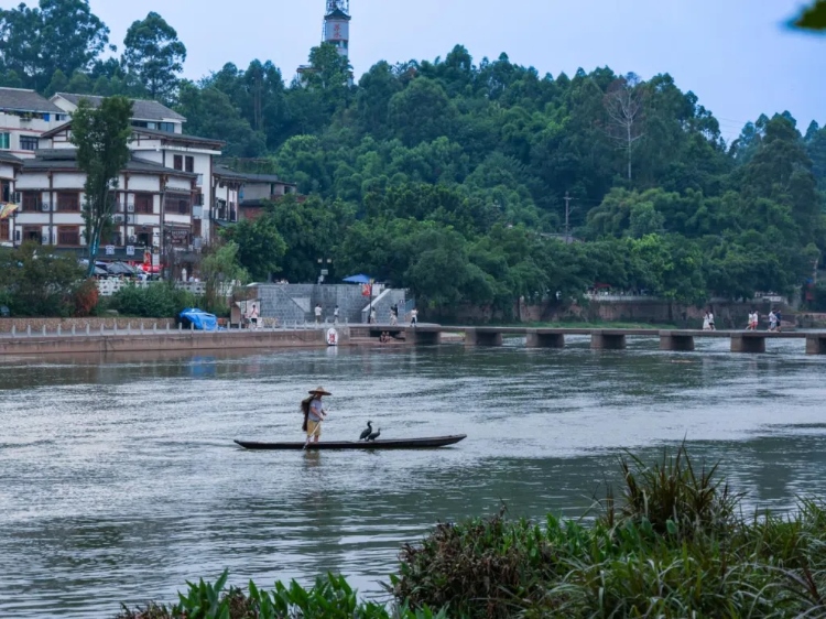 蘇稽古鎮(zhèn)的漁民在進(jìn)行魚(yú)鷹捕魚(yú)表演。本報(bào)記者 伊霄攝