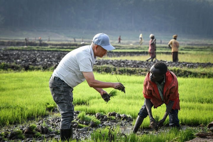2024年8月14日，在盧旺達(dá)南方省胡耶區(qū)的中國(guó)援盧旺達(dá)農(nóng)業(yè)技術(shù)示范中心，水稻專家鄭瑞金（左）在稻田里指導(dǎo)當(dāng)?shù)氐巨r(nóng)進(jìn)行秧苗移栽。新華社記者 韓旭 攝