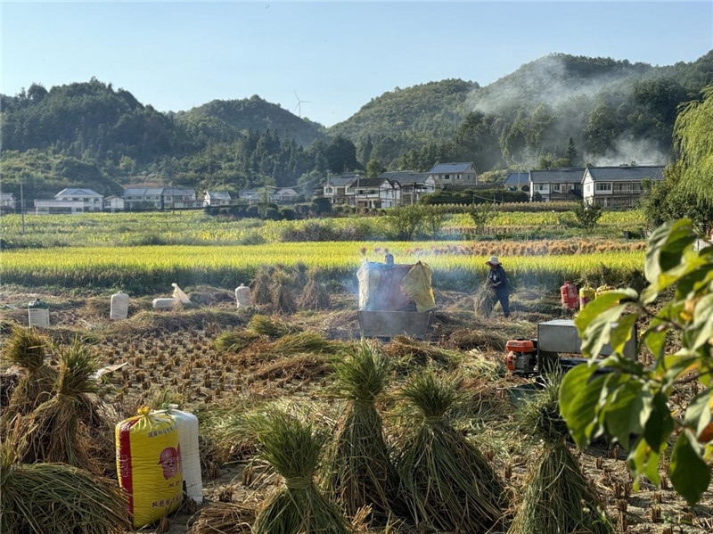 “豐收”是秋天的關鍵詞，田間煙火氣，最撫凡人心。打谷機、蛇皮袋、抱稻禾、捆秸稈……這是鄉(xiāng)土中國廣大農(nóng)村收割稻谷的經(jīng)典場景，也是不少干過農(nóng)活的人的獨家記憶。告別了打谷機，擁抱機械化，改變的是生產(chǎn)工具，不變的是三農(nóng)情懷。農(nóng)為邦本，本固邦寧，每一個親吻土地、珍惜糧食的日子都值得被尊敬，被緬懷，被憧憬?？疾靾F中的謝里克·科爾茹姆巴耶夫是《哈薩克斯坦實業(yè)報》的總編輯，也是一位“生活觀察家”，田間里揮汗收割的村民引起了他的興趣，他感嘆道：人們勞作的過程總是令人賞心悅目。這就是中外共鳴的“鄉(xiāng)愁”吧。 （烏茲別克斯坦《人民言論報》副總編輯魯斯蘭·肯扎耶夫攝）