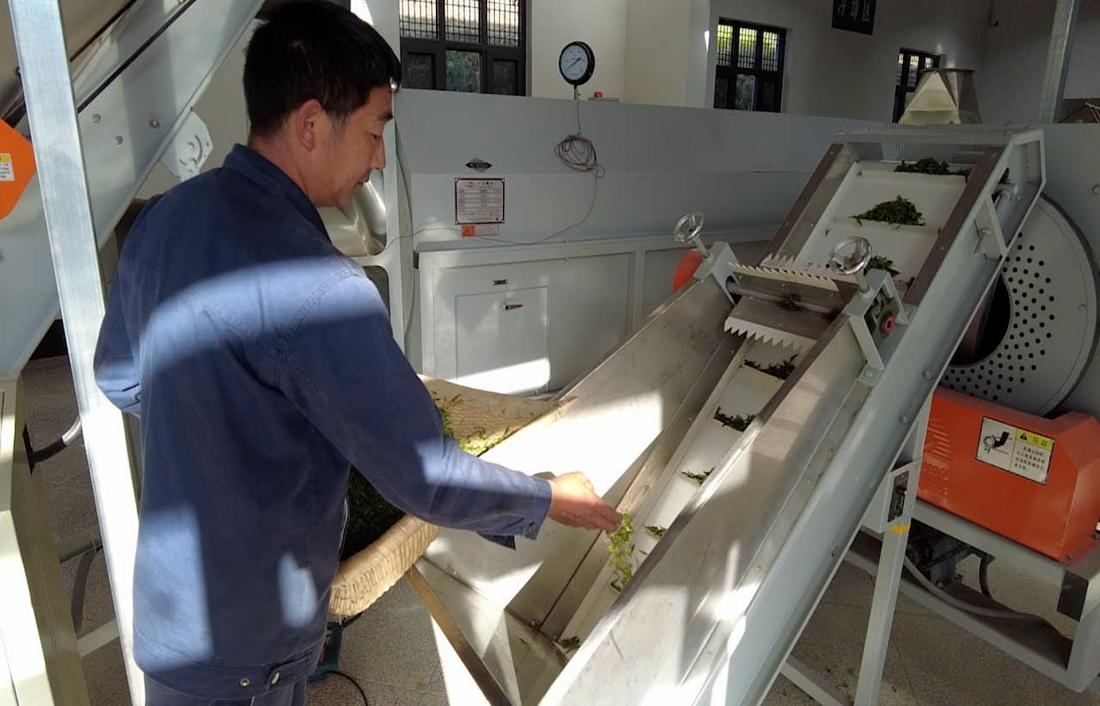  茶廠工人正在查看茶青質量。 受訪者供圖