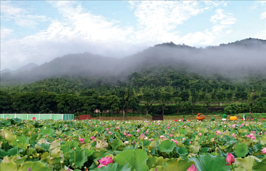 余村荷花池景色秀美。