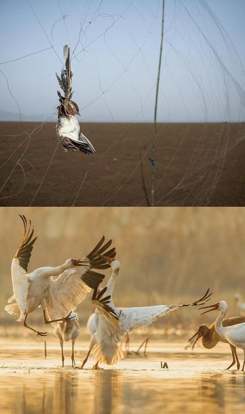 拼版圖片：圖為2011年和2023年鄱陽湖區(qū)的變化，曾經(jīng)湖區(qū)內(nèi)分布有捕鳥網(wǎng)，如今人與自然和諧共生的理念深入人心。攝影：傅建斌 周海燕 制作：賈稀荃