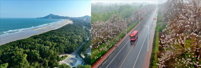 拼版照片：左圖為位于東山縣金鑾灣沿岸的木麻黃防護(hù)林帶（無人機(jī)照片，新華社記者 姜克紅 攝）；右圖為2021年4月20日在蘭考縣焦裕祿干部學(xué)院附近拍攝的泡桐花（無人機(jī)照片，新華社記者 郝源 攝）。