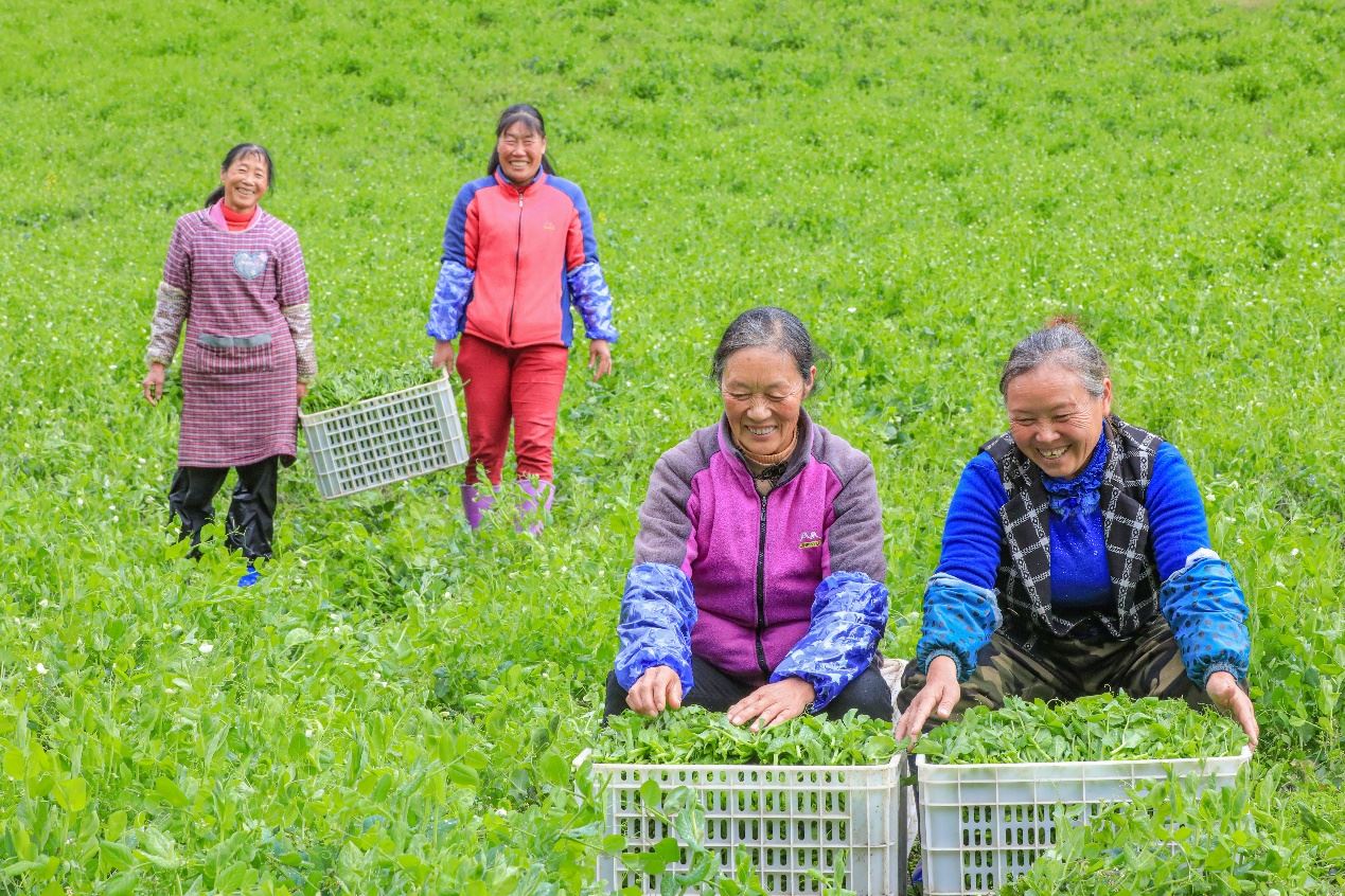 在四川省阿壩藏族羌族自治州馬爾康市馬爾康鎮(zhèn)納足村，當(dāng)季蔬菜喜獲豐收，群眾正在忙著采收、裝箱供應(yīng)市場(chǎng)。來源：人民圖片