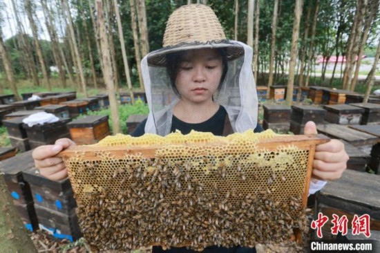 吳素英查看蜂蜜產蜜情況。湯曉逵 攝