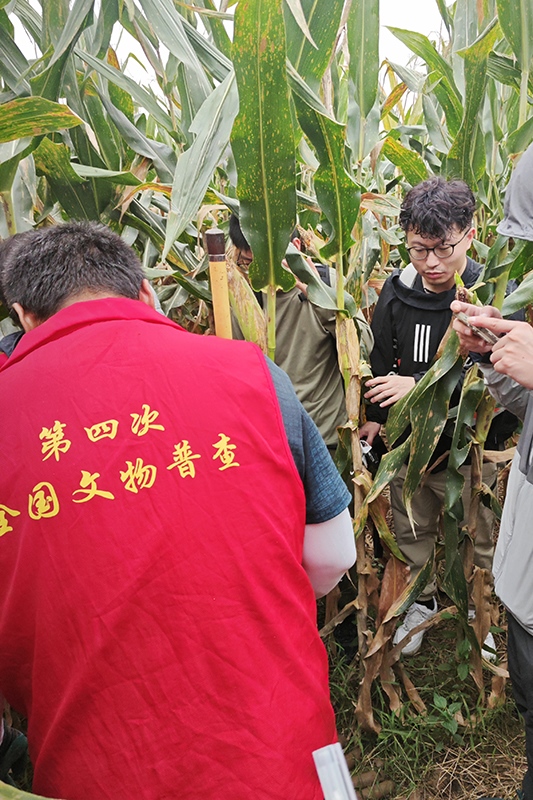 普查隊(duì)員正在使用探鏟進(jìn)行探測。中國文物報(bào)供圖