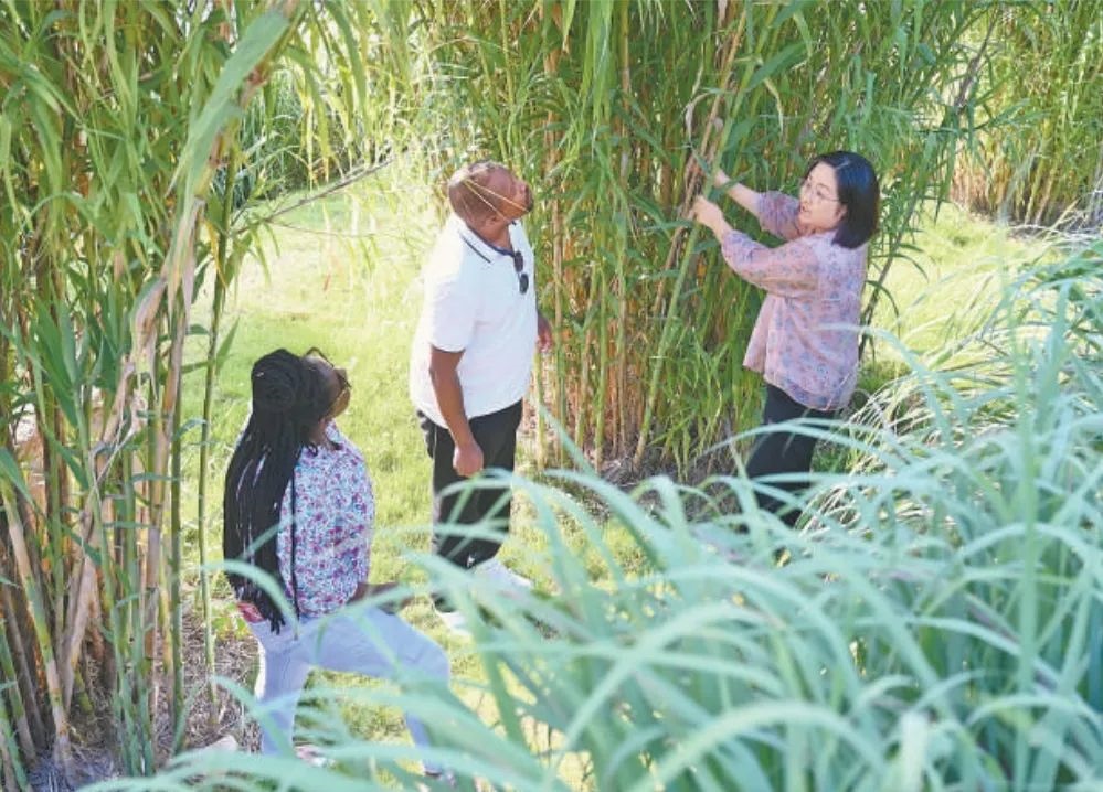 福建農(nóng)林大學(xué)國際菌草工程技術(shù)研究中心工作人員（右）在向盧旺達(dá)留學(xué)生介紹菌草品種“綠洲1號(hào)”蘆竹的生長情況。新華社記者 林善傳 攝