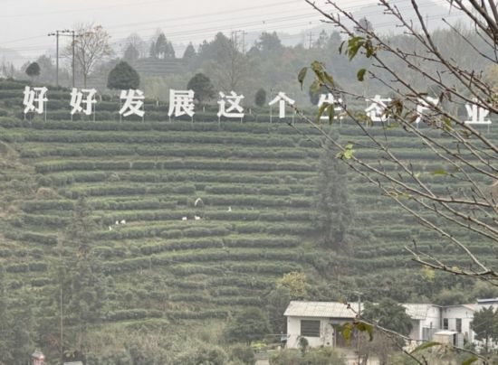 景寧畬族自治縣澄照鄉(xiāng)三石村馬嶺頭茶葉基地。劉軍國(guó)攝