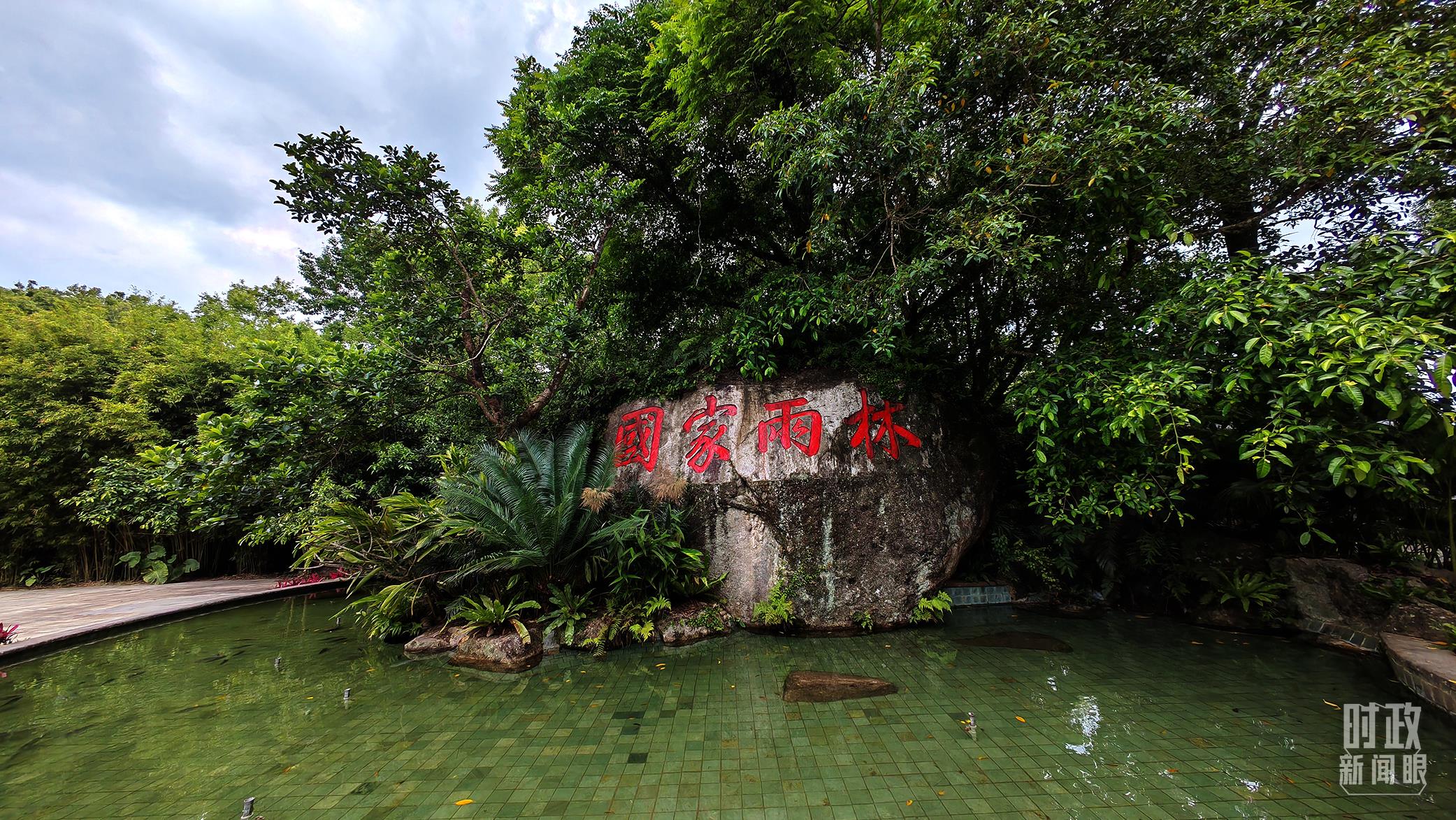 海南熱帶雨林國家公園。（總臺央視記者彭漢明拍攝）