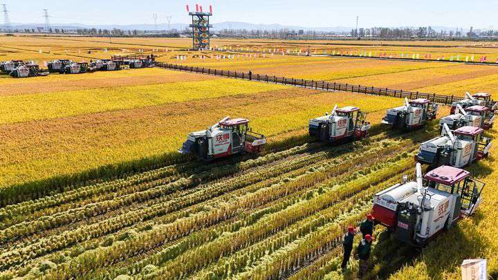 2024年9月22日，在黑龍江省重要糧食產(chǎn)區(qū)哈爾濱市方正縣的稻田中，農(nóng)機開啟“黑龍江秋收第一鐮”作業(yè)（無人機照片）。新華社記者 王松 攝