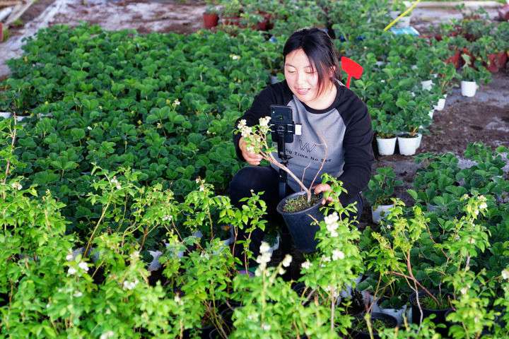 2024年4月27日，在山東省惠民縣姜樓鎮(zhèn)立冉果蔬種植合作社，工作人員在直播賣藍(lán)莓苗。新華社記者 郭緒雷 攝